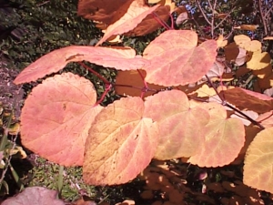 カツラの木の紅葉 カツラの木の紅葉