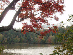 北海道:紅葉(たぶんチミケップ湖畔) 北海道:紅葉(たぶんチミケップ湖畔)