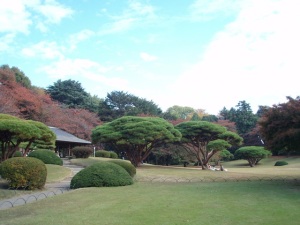 冬の新宿御苑。松などの刈込みが芸術的！