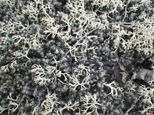 アイスランドで見たライケン(lichen)。日本語で「地衣」。大気汚染のバロメーターにもなる。