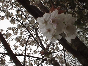 日本から失われた日本のサクラ園芸種「大白(たいはく)」