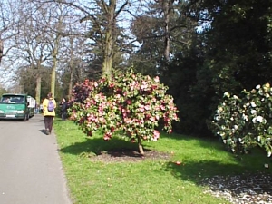 ロンドンの公園に植えられた椿の木