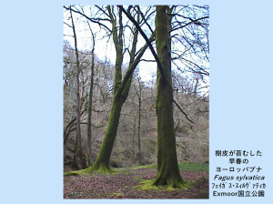 イギリス：Exmoor国立公園の、樹皮が苔で覆われた早春のヨーロッパブナ(Fagus sylvatica ﾌｪｲｶﾞｽ･ｽｨﾙｳﾞｧﾃｨｶ)