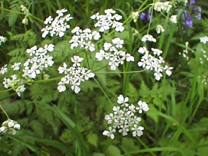 イギリスの雑草(=野生植物) 牛パセリ(cow parsleyｷｬｳ･ﾊﾟｰｽﾘｰ)は食べられるが、見た目が良く似た毒ニンジン(hemlockﾍﾑﾛｯｸ)に注意。