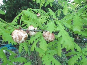 ドングリの木に出来た虫こぶ(apple gall ｱｯﾌﾟﾙｺﾞｰﾙ)ｲｷﾞﾘｽ自然