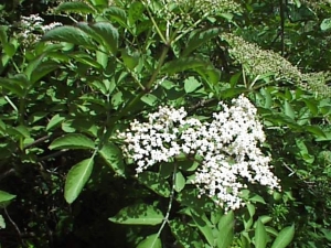 西洋ニワトコの花(Sambucus nigra-ｻﾝﾋﾞｭｰｶｽ･ﾅｲｸﾞﾗ。英名elder-ｴﾙﾀﾞｰ)ｲｷﾞﾘｽ田舎