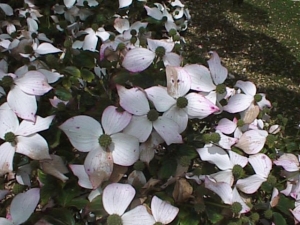 山法師(ヤマボウシ Cornus kousa ｺｰﾅｽ･ｸｰｻﾞ)inｲｷﾞﾘｽ