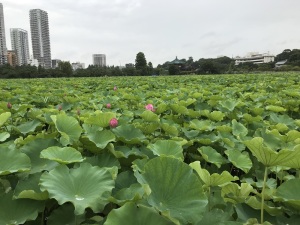 あの頃の上野の不忍池(あの頃の東京)