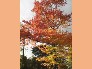 紅葉した北米のカエデ(A.rubrum)