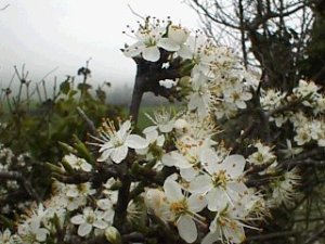 イギリスの田舎で春を告げるBlackthorn(Prunus spinosa) イギリスの田舎で春を告げるBlackthorn(Prunus spinosa)
