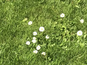 北欧の旧邸の芝生の間に咲くヒナギク