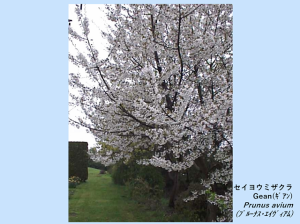 セイヨウミザクラ(Prunus avium プルーナス・エイヴィアム) セイヨウミザクラ(Prunus avium プルーナス・エイヴィアム)