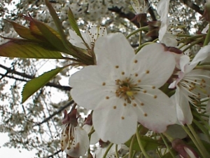 セイヨウミザクラ（Prunus avium ﾌﾟﾙｰﾅｽ･ｴｲｳﾞｨｱﾑ）