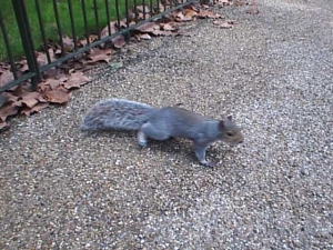 イングランドの在来種のリスを駆逐したアメリカからの外来種Grey squirrel(Sciurus carolinensis) イングランドの在来種のリスを駆逐したアメリカからの外来種Grey squirrel(Sciurus carolinensis)